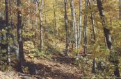 Golden Woods
