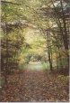 Forest Path
