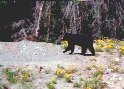 Young Bear