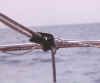 steer_mainsheet.jpg (82319 bytes)