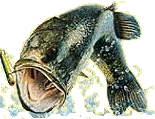 lgmth bass