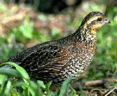 Female bobwhite