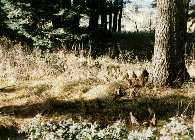 Bobwhite roaming the grounds near Dale Davis' pen