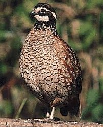 Male bobwhite