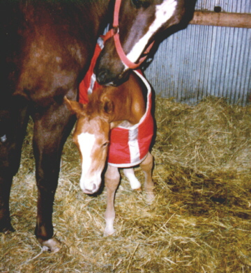 paintfoal.jpg (102639 bytes)