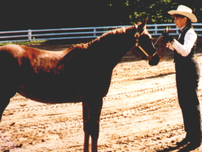 tiffNdi.jpg (76778 bytes)