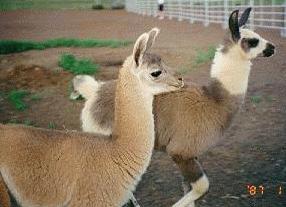 Sammy & Charly