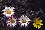 high berg tenacity in the form of flowers