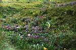 The lush carpet of flowers that choke the berg passes in summer