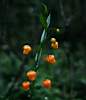 Some endangered beauties found in Southern Berg forest