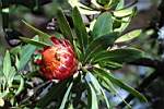 a bee besotted protea