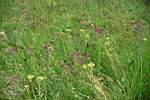 Summer grassland up close and pastarol