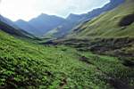 The freshly burnt green grasses of a spring walk in the berg