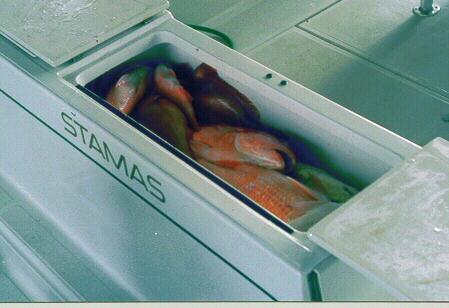 Box of Fish