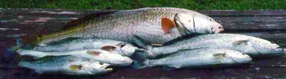 Good Catch