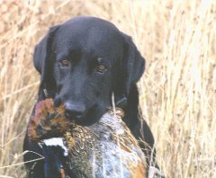 skeeterpheasant.jpg