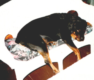 lady.jpg (40332 bytes)