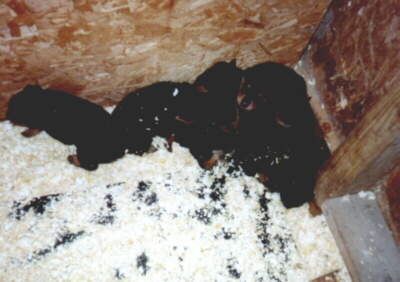 rottpups.jpg (60575 bytes)