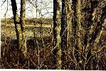 Doe I spotted on opening morning