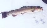A 17 inch Rainbow