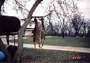 Meat on the pole