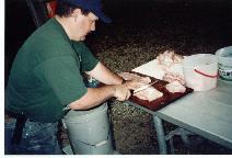 Melmac working on catifsh fillets