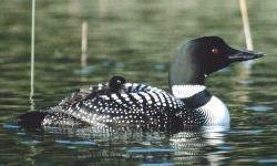 State Bird