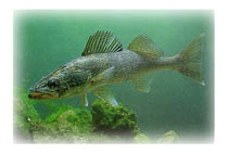 State Fish