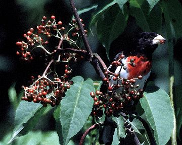 Picture of Red-breasted Grosbeak