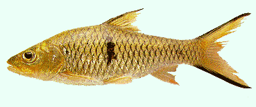 Fresh Water Fishes with Pictures