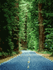 redwood road