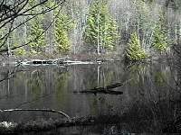 copperbush lk..jpg (8364 bytes)