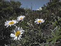 daisytri.JPG (9974 bytes)