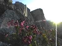 flowertri.JPG (6278 bytes)