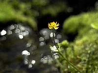 flowertricouni2.jpg (5588 bytes)