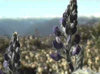 lupins.jpg (28572 bytes)