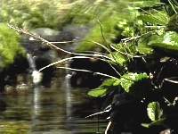 streamtricouni.JPG (7938 bytes)
