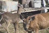 Deer.jpg (7113 bytes)