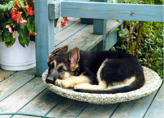 Lintilla at 2 1/2 mos. of age.