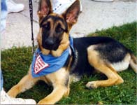 Lintilla at 6 mos.--must have been the puppy chow!