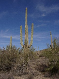 Desert Cactus, near Saguaro National Park