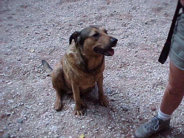 Our Guide Dog, Lady