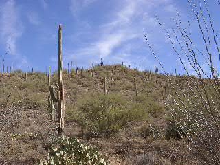 Saguaro National Park Cacti
