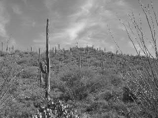 Saguaro National Park, Black and White