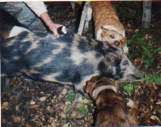 /user/dogs-catch.jpg