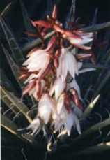 Yukka