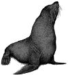 Kotick.gif (8783 bytes)