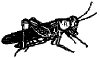 Pukeena.gif (2491 bytes)