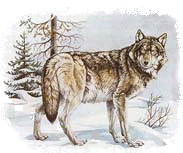 wolf5.gif (23376 bytes)