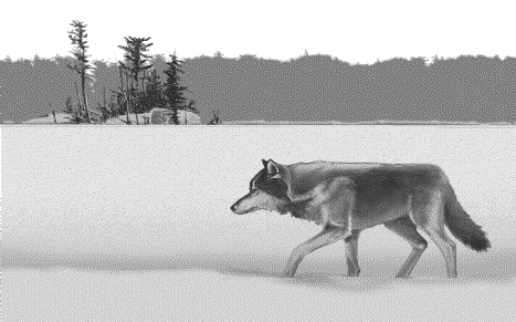 wolf6.gif (38102 bytes)